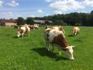 Pachtflächen gesucht für Bio-Milchviehbetrieb