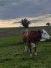 Suche Grünland und Ackerland zum Pachten für Bio Milchviehbetrieb 