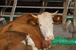 Pachtflächen gesucht für Bio-Milchviehbetrieb